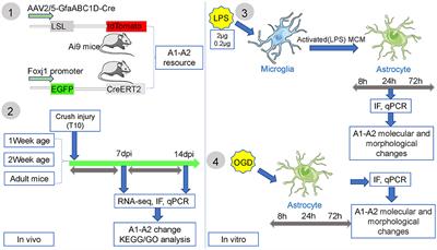 The origins and dynamic changes of C3- and S100A10-positive reactive astrocytes after spinal cord injury